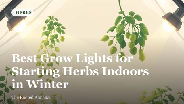 Rows of small herb seedlings growing under a bright indoor grow light setup
