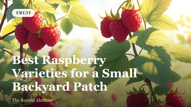 Rows of ripe red raspberries growing on canes in a small backyard garden patch