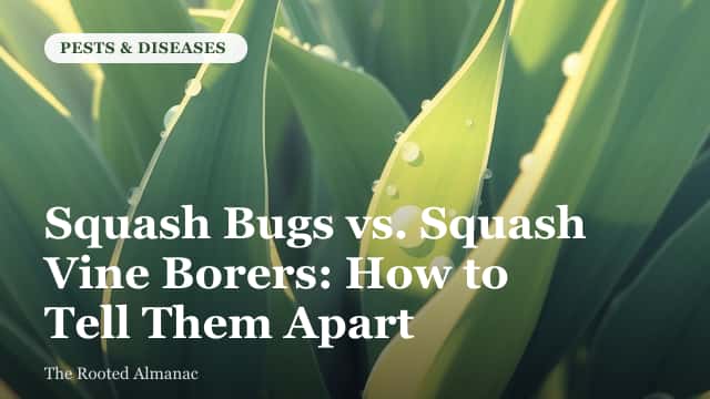 A squash bug and a squash vine borer moth shown side by side on a squash leaf for comparison