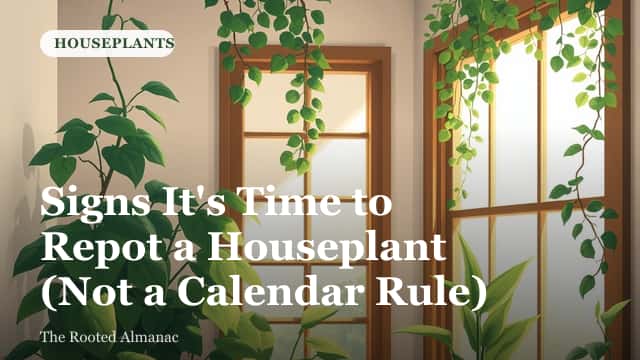 Hands gently loosening the roots of a houseplant removed from its pot before repotting